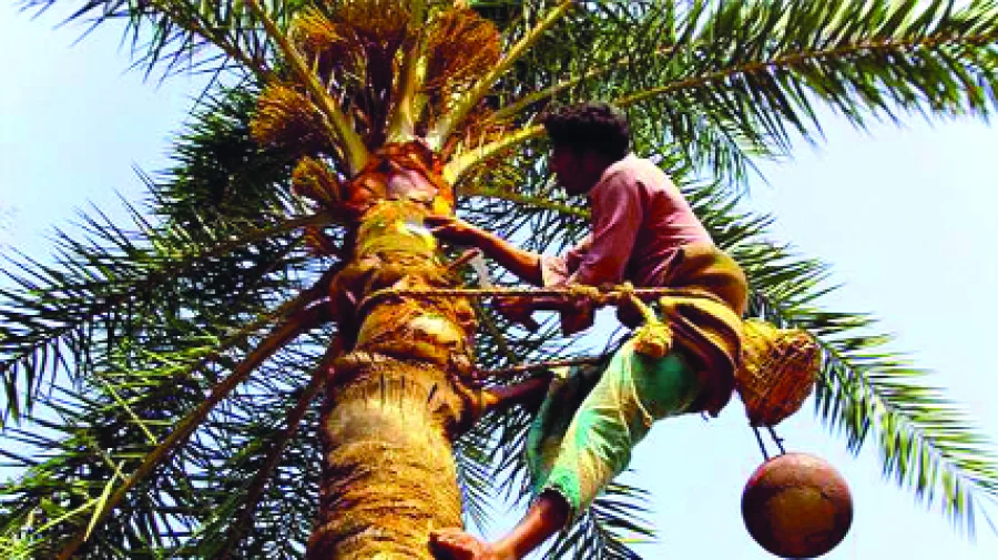 গাছি খেজুর গাছে উঠে রস সংগ্রহ করছেন